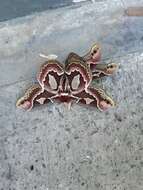 Image of Rothchild's Atlas Moth