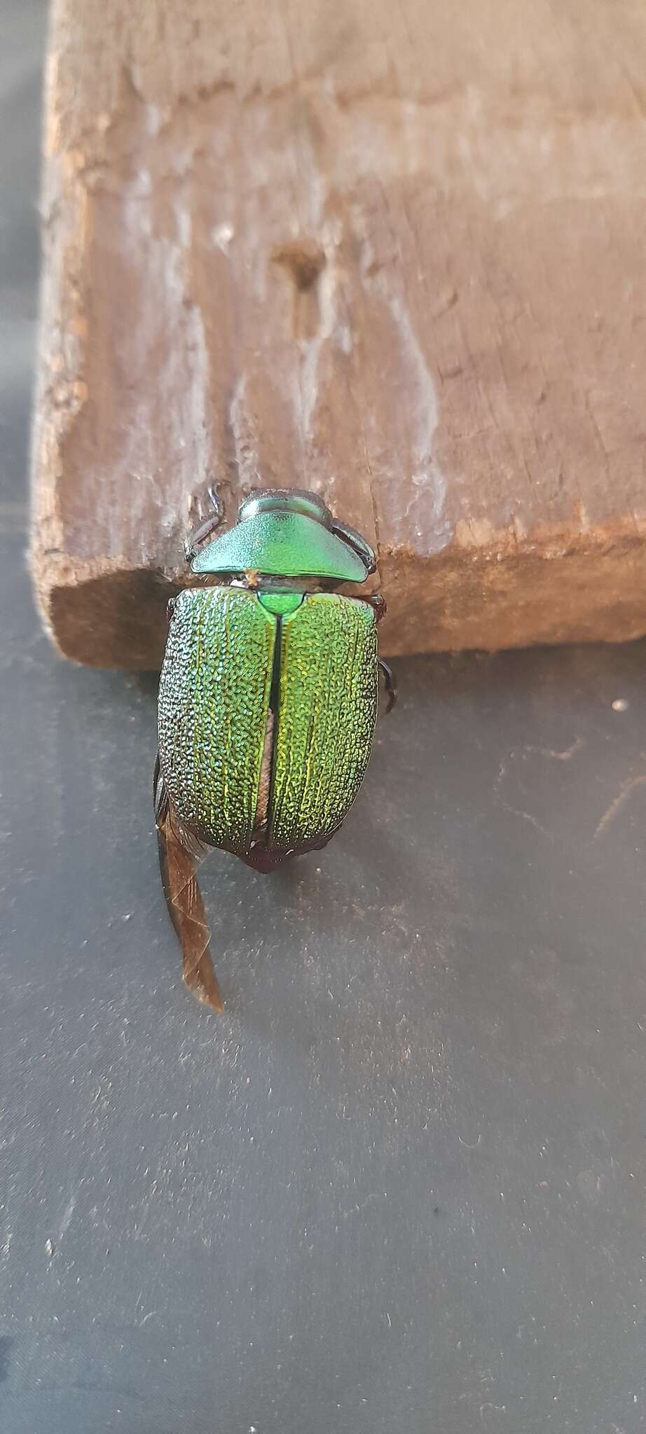 Imagem de Chrysophora chrysochlora (Latreille 1812)