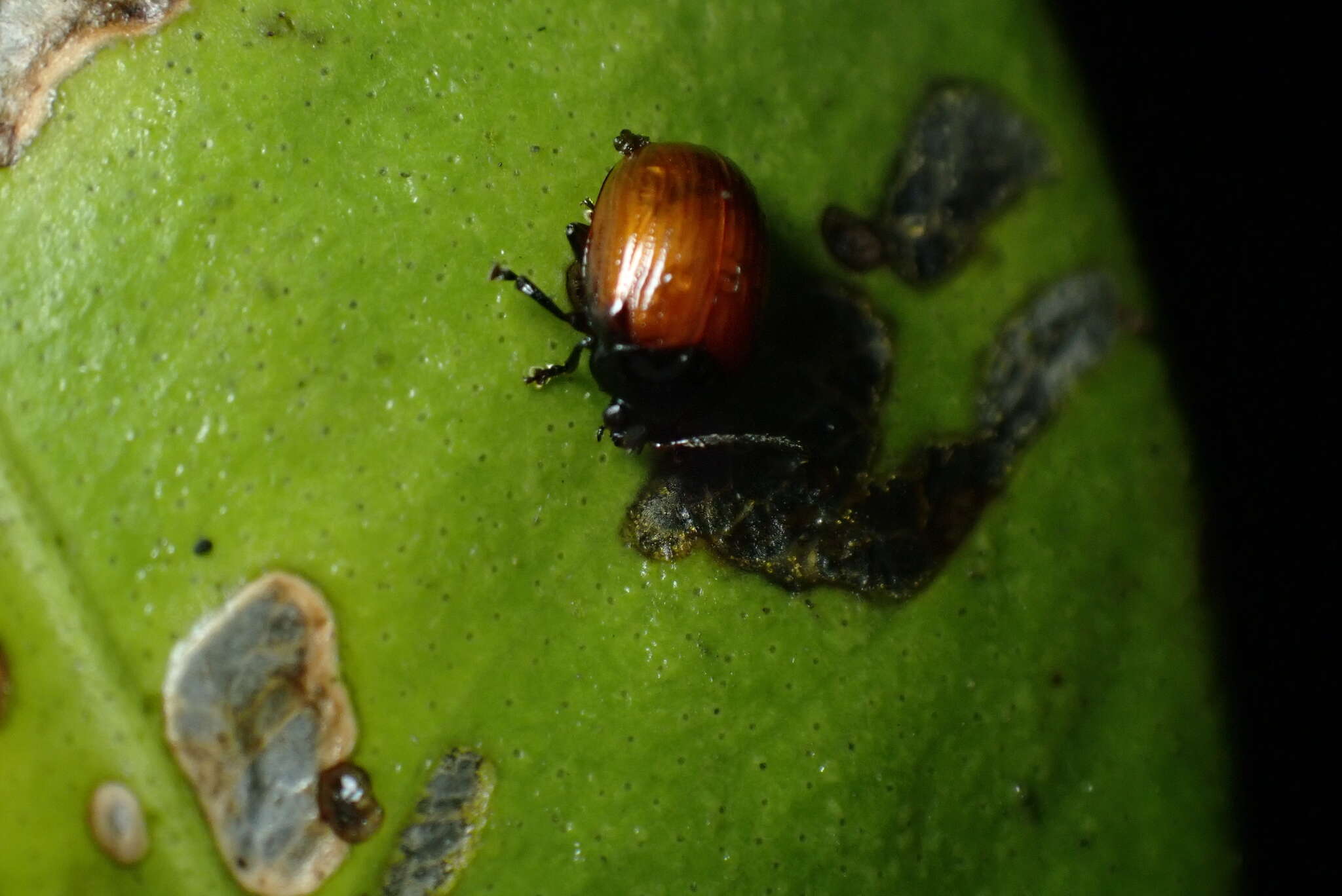 Imagem de <i>Podagricomela nigricollis</i>