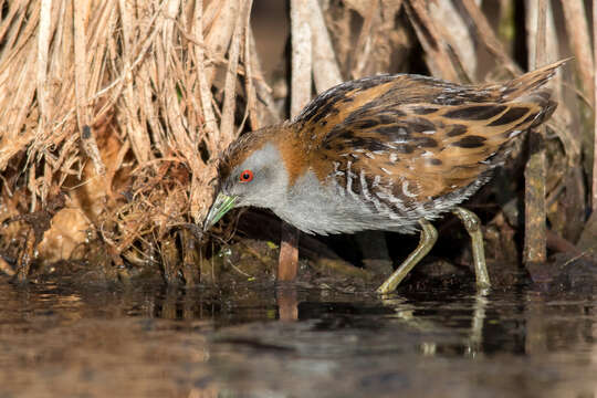 Image of Baillon's Crake