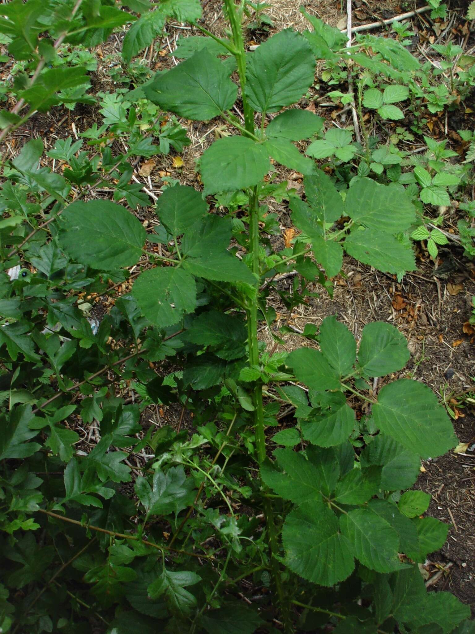 Image of Rubus incurvatiformis Edees