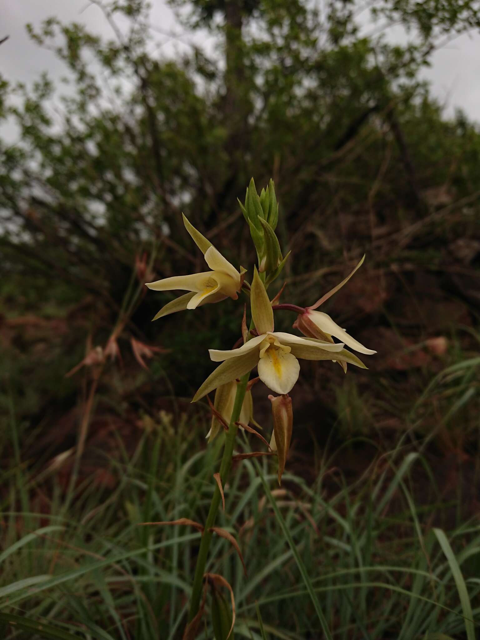 Sivun Eulophia ovalis var. bainesii (Rolfe) P. J. Cribb & la Croix kuva