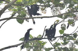 Image of Bushy-crested Hornbill