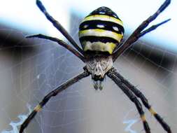 Imagem de Argiope keyserlingi Karsch 1878