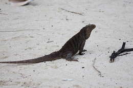 Image of Cayman Islands Ground Iguana