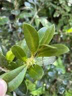 Sivun Buxus vahlii Baill. kuva