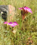 صورة Dianthus borbasii Vandas