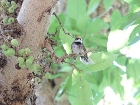 Image of Arafura Fantail