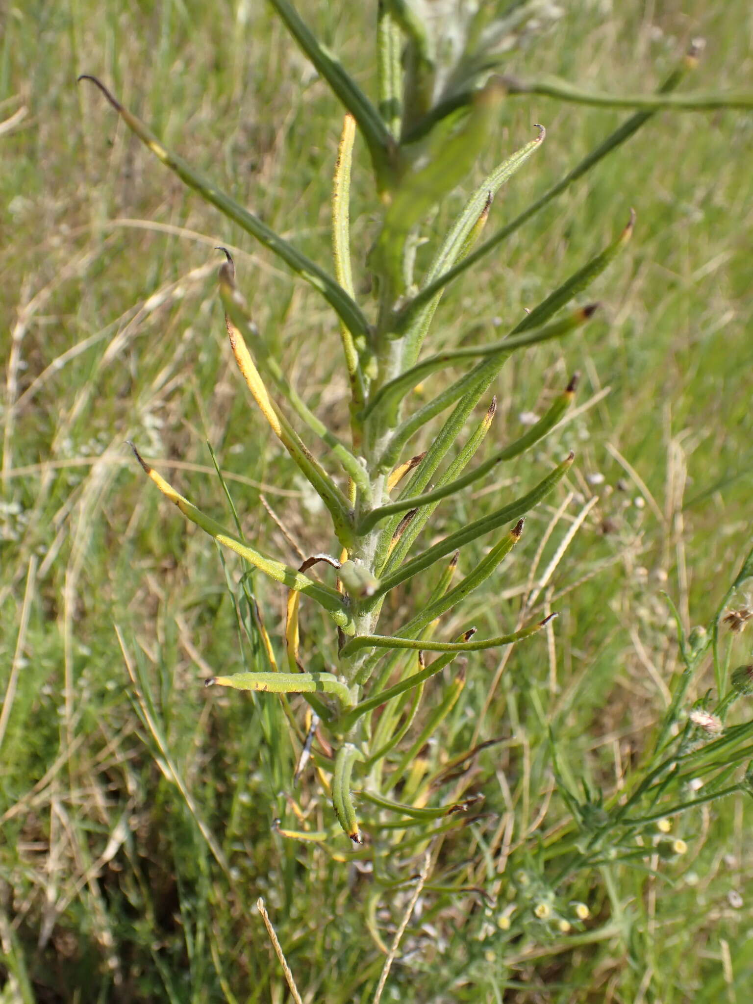 Слика од Pseudognaphalium oligandrum (DC.) O. M. Hilliard & B. L. Burtt