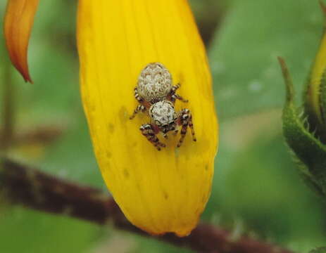 Image of Peppered Jumper