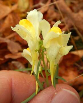 Image of Common Toadflax