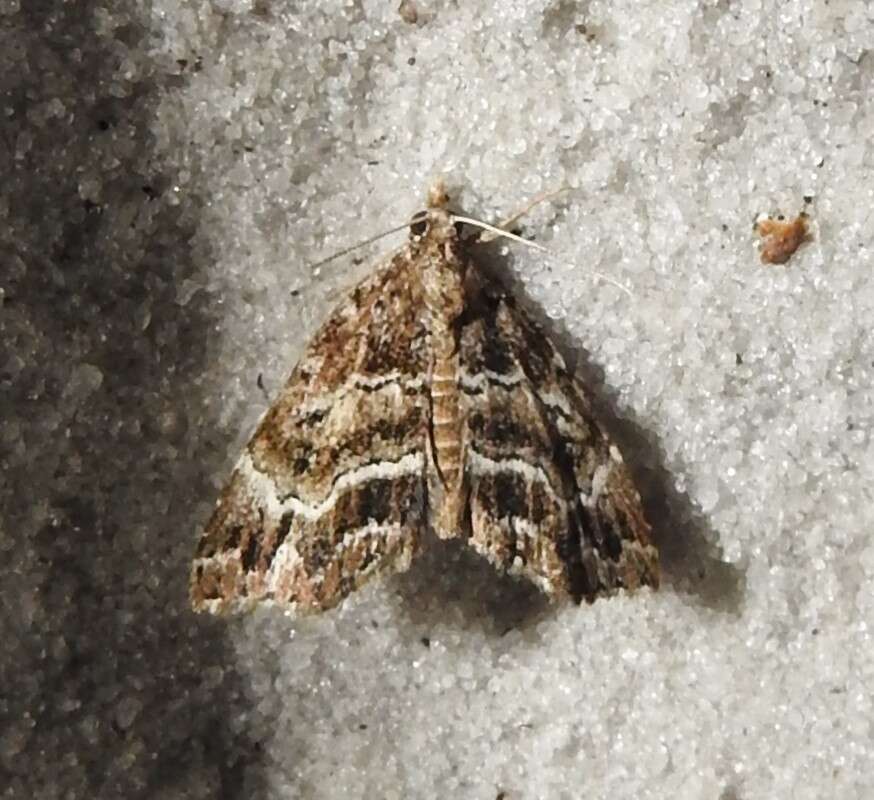 Image of Cutina arcuata Pogue & Ferguson 1998