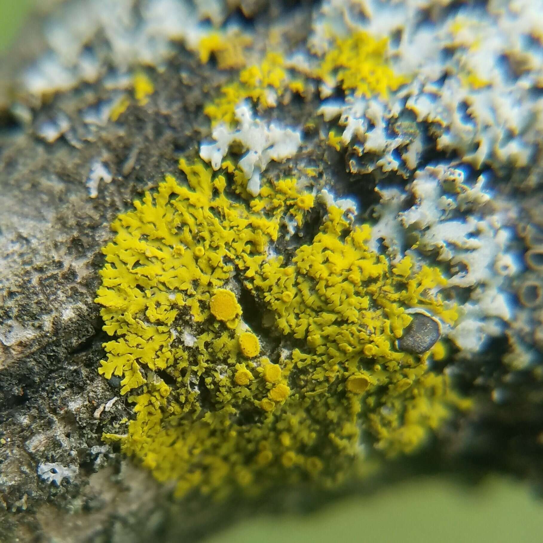 Image of Fringed candleflame lichen;   Lemon lichen