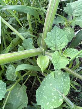 Image of strawberry-tomato