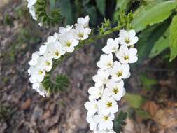 Image of Heliotropium rufipilum (Benth.) I. M. Johnst.