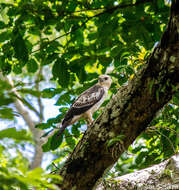 Nisaetus cirrhatus andamanensis (Tytler 1865) resmi