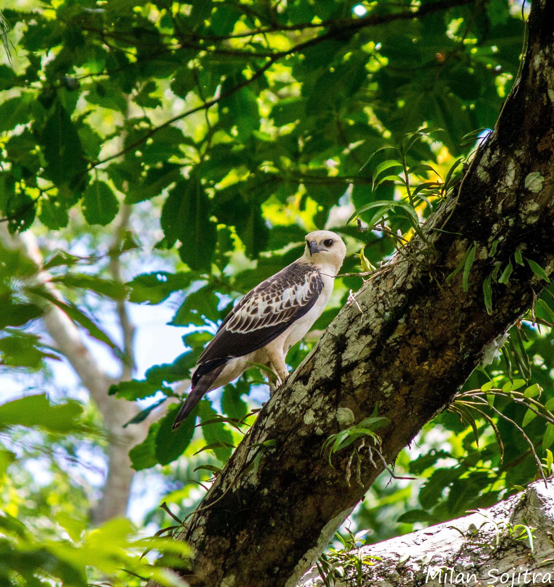 Nisaetus cirrhatus andamanensis (Tytler 1865) resmi