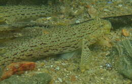 Image de Istigobius ornatus (Rüppell 1830)