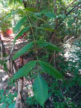 Sivun Commiphora grandifolia Engl. kuva