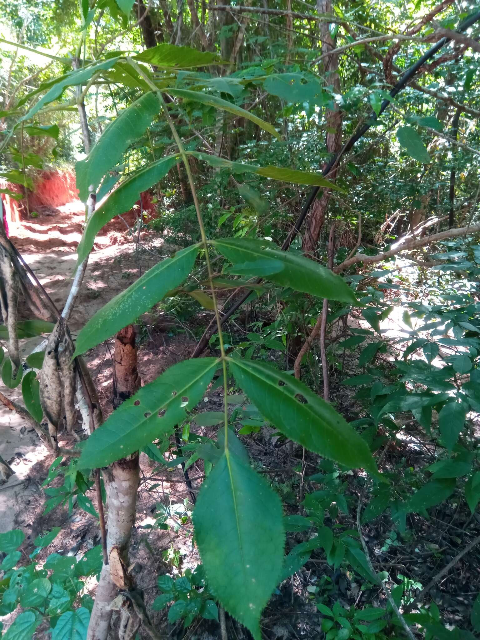 Sivun Commiphora grandifolia Engl. kuva