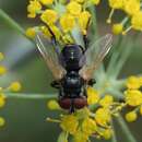 Xysta holosericea (Fabricius 1805)的圖片