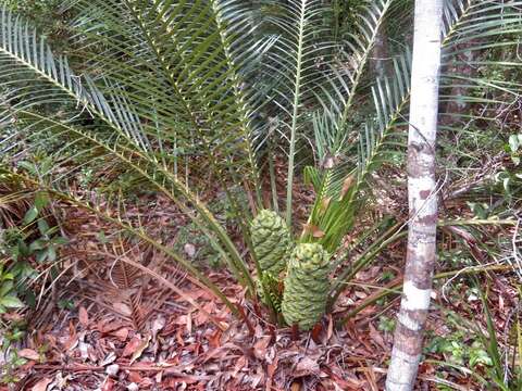 Image of Macrozamia douglasii W. Hill ex F. M. Bailey