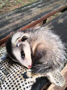 Image of White-eared Opossum