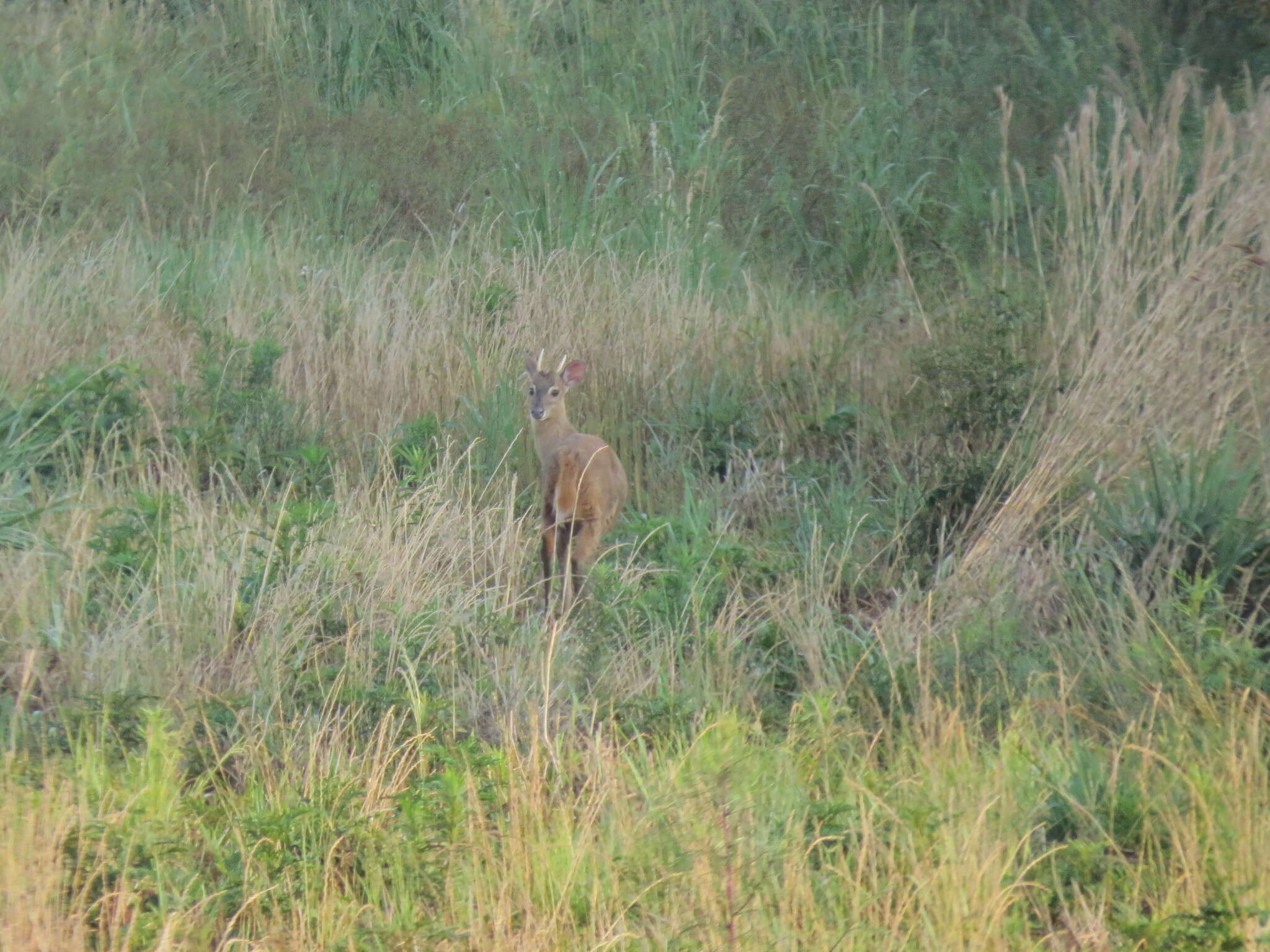 Image of South American Brown Brocket