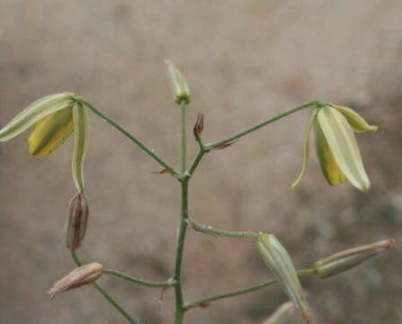 Image of Albuca bakeri Mart.-Azorín & M. B. Crespo