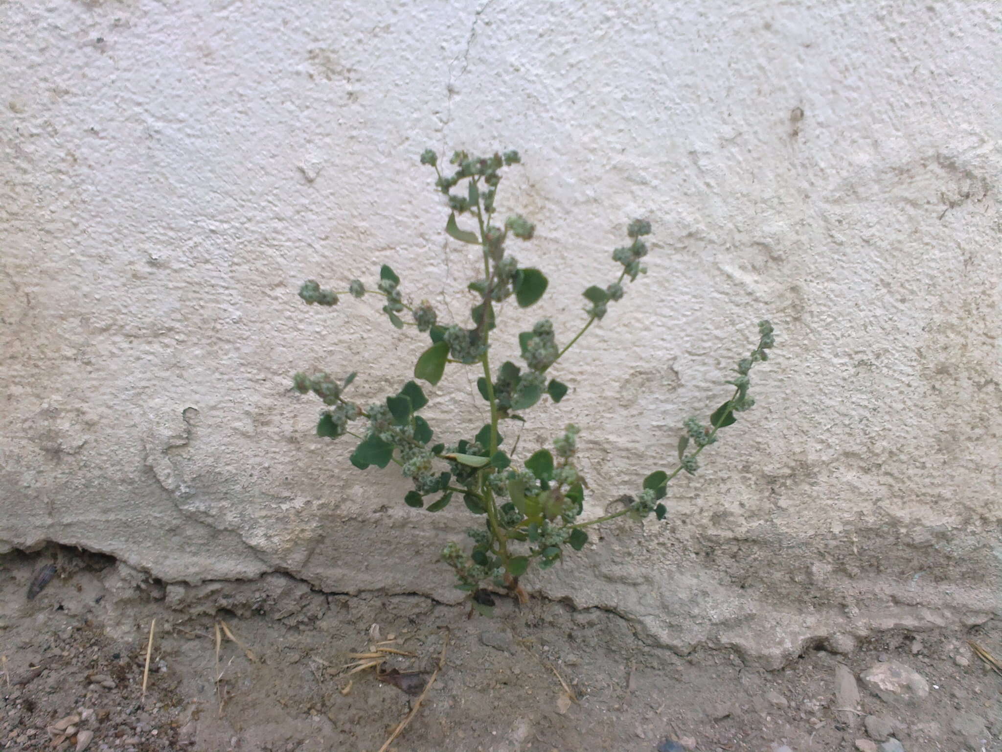 Image of Grey Goosefoot