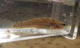 Image of Relict Darter