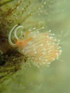 Image of White-tentacled japanese aeolis