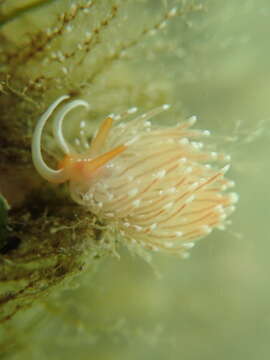 Image of White-tentacled japanese aeolis