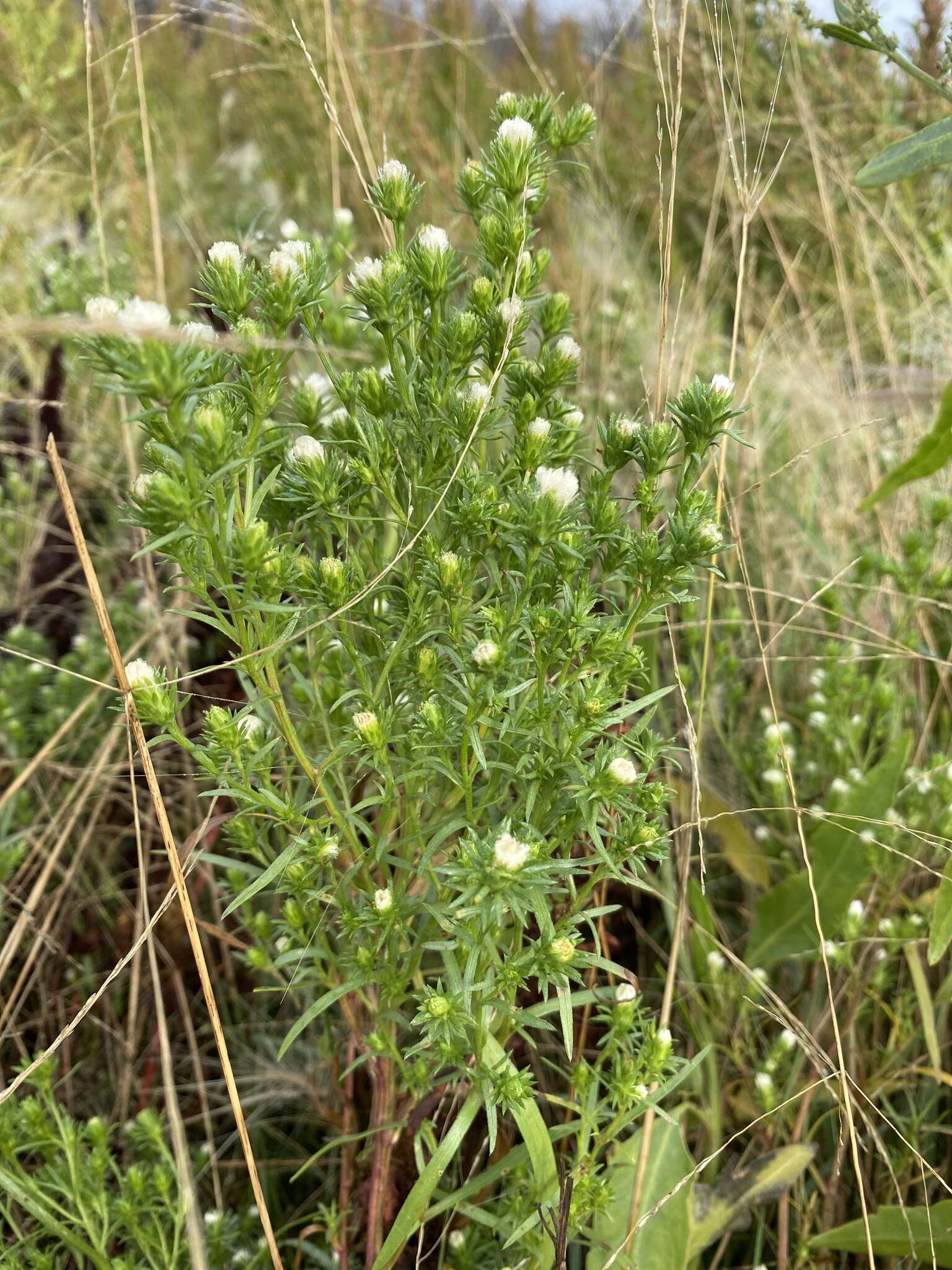 Image of rayless alkali aster