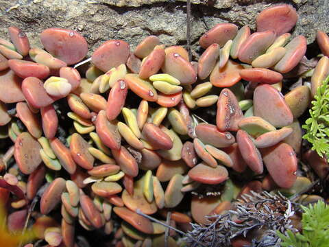 Image of Blue Creek stonecrop