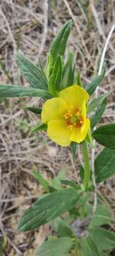 Image of Helianthemum ledifolium (L.) Miller