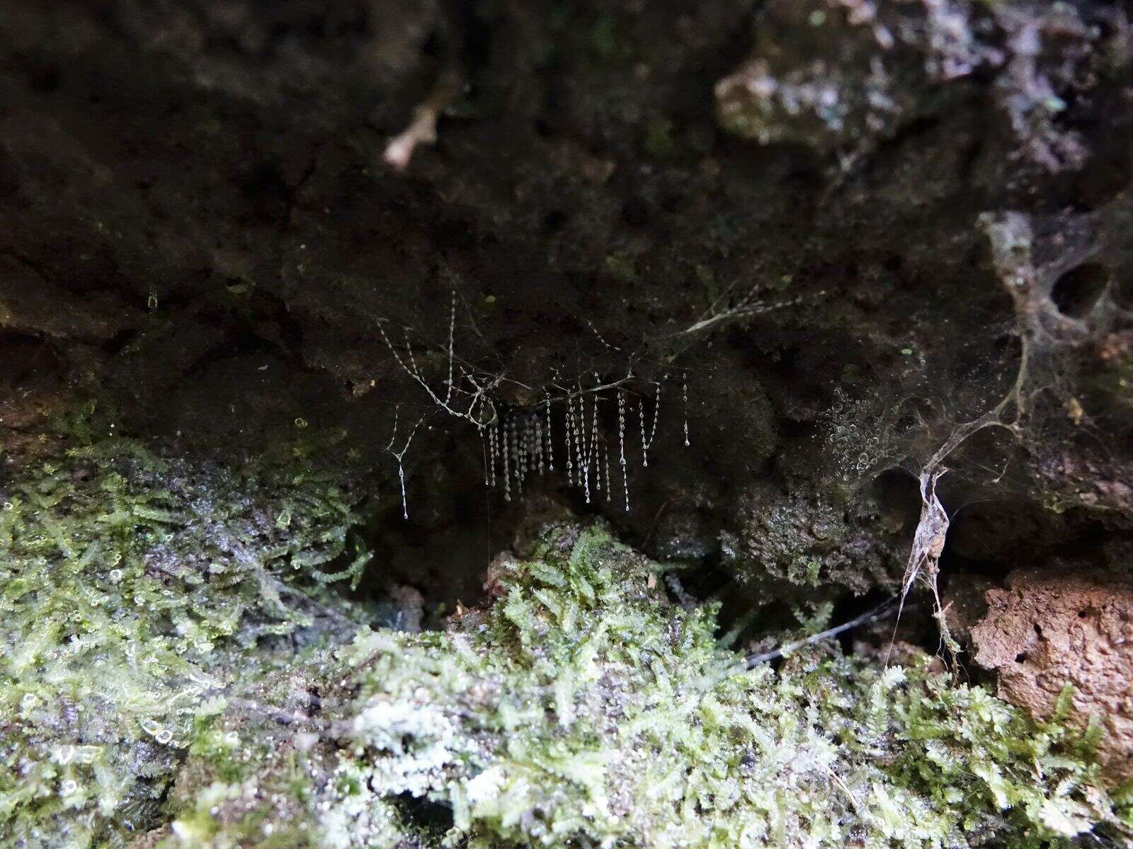 Image of Arachnocampa