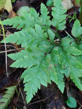 Image of Sceptridium japonicum (Prantl) Lyon