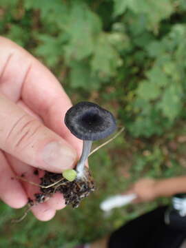 Image of Entoloma chytrophilum Wölfel, Noordel. & Dähncke 2001