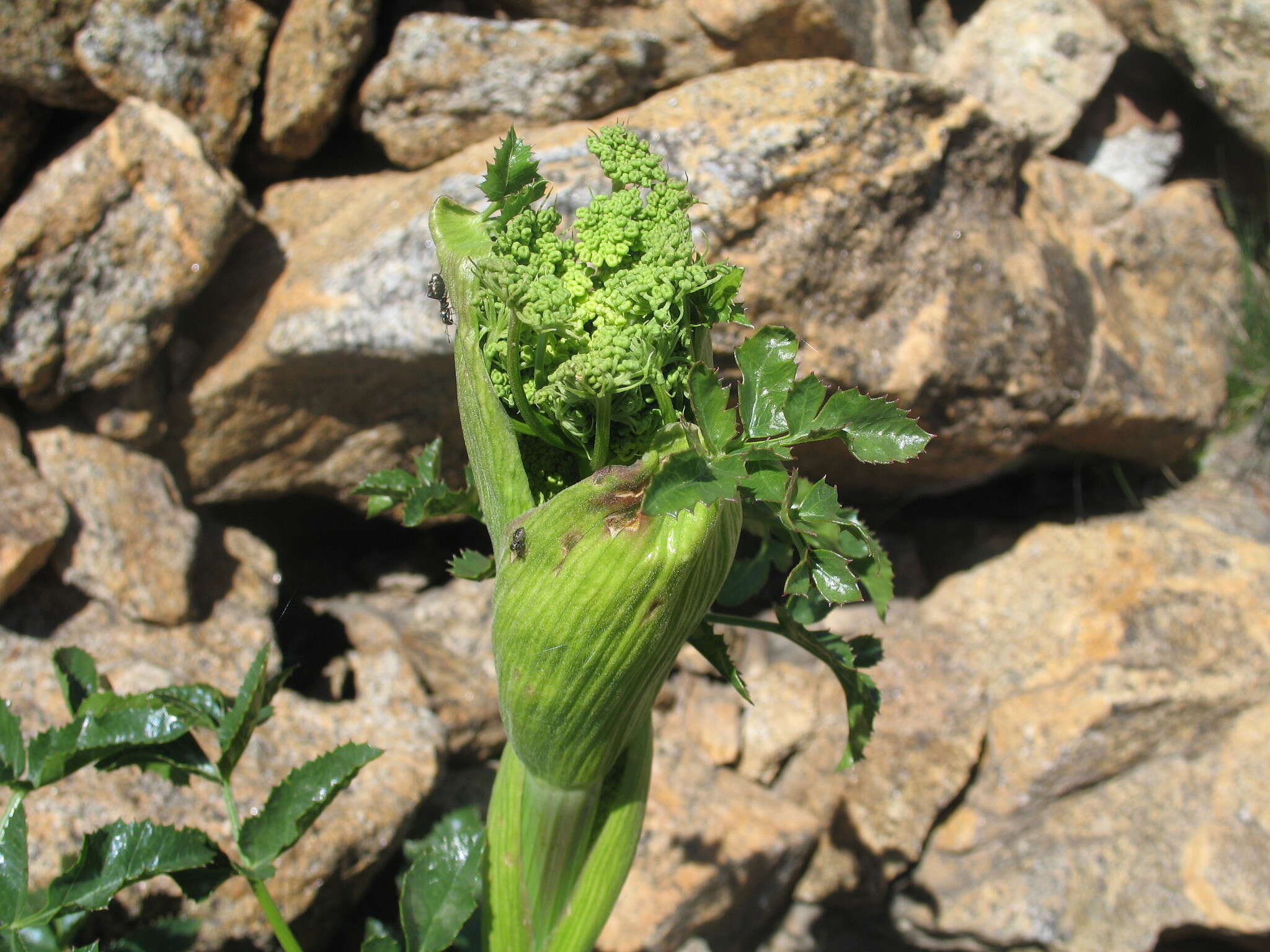 Image of rose angelica