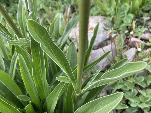 Image of <i>Valeriana <i>edulis</i></i> var. edulis