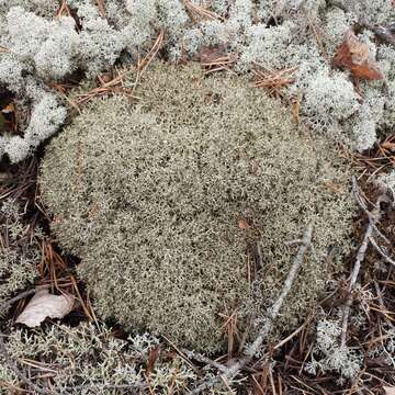 Image of Cladonia uncialis subsp. uncialis (L.) Weber ex F. H. Wigg.