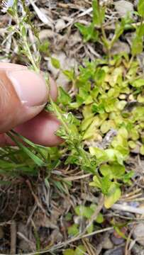 Image of brightblue speedwell