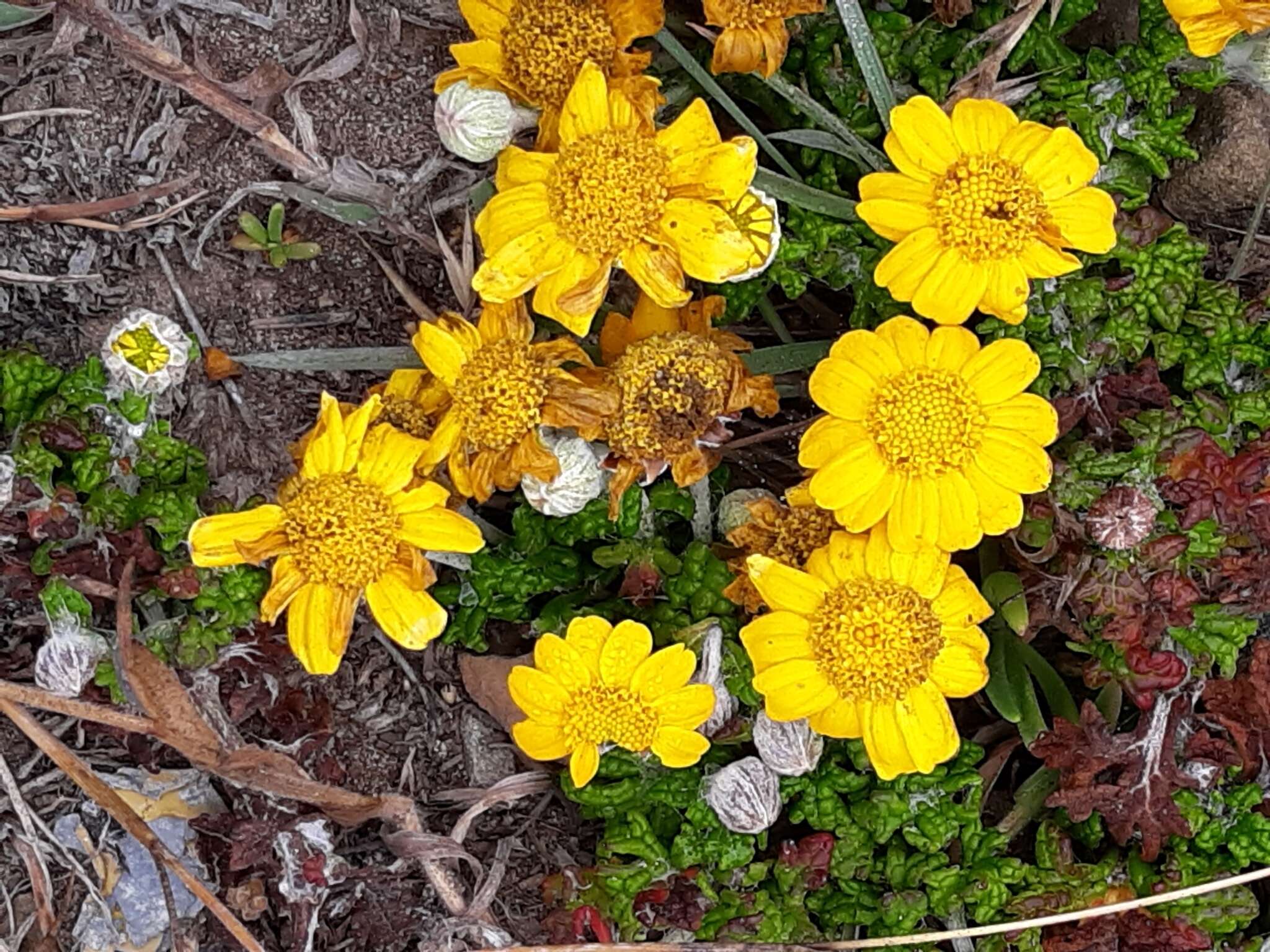 Image of common woolly sunflower