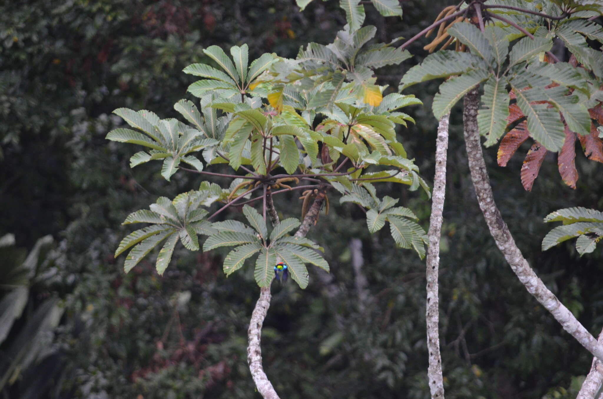 Image of Paradise Tanager