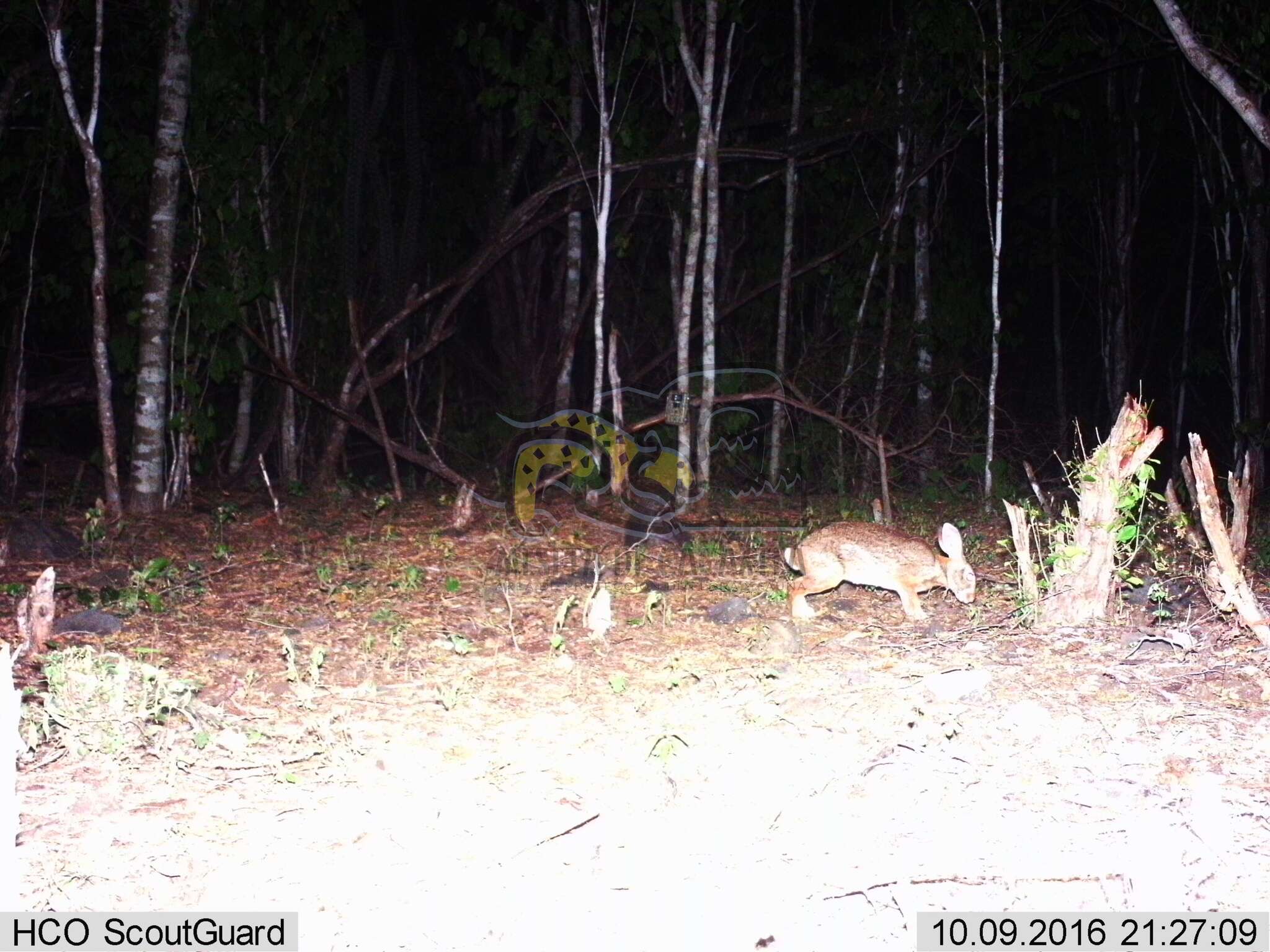 Image of Mexican Cottontail