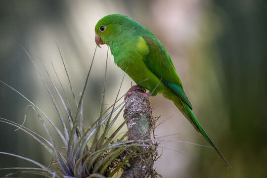 Image of Plain Parakeet