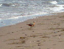 Image of Grey (Red) Phalarope