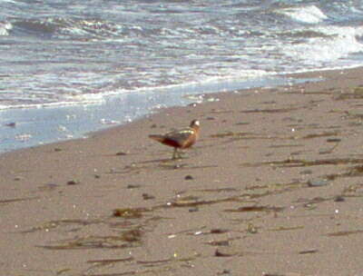 Image of Grey (Red) Phalarope