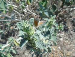 Слика од Pseudolucia chilensis (Blanchard 1852)